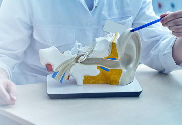Qual é o papel da audição nas funções cerebrais e na cognição?