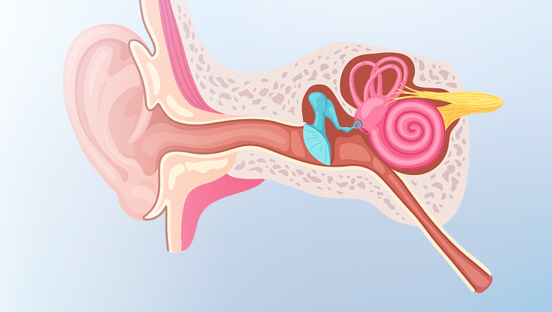 Conheça como funciona a estrutura interna do ouvido 
